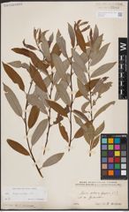 Foto von Salix daphnoides Vill.